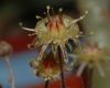 image of Monanthes muralis