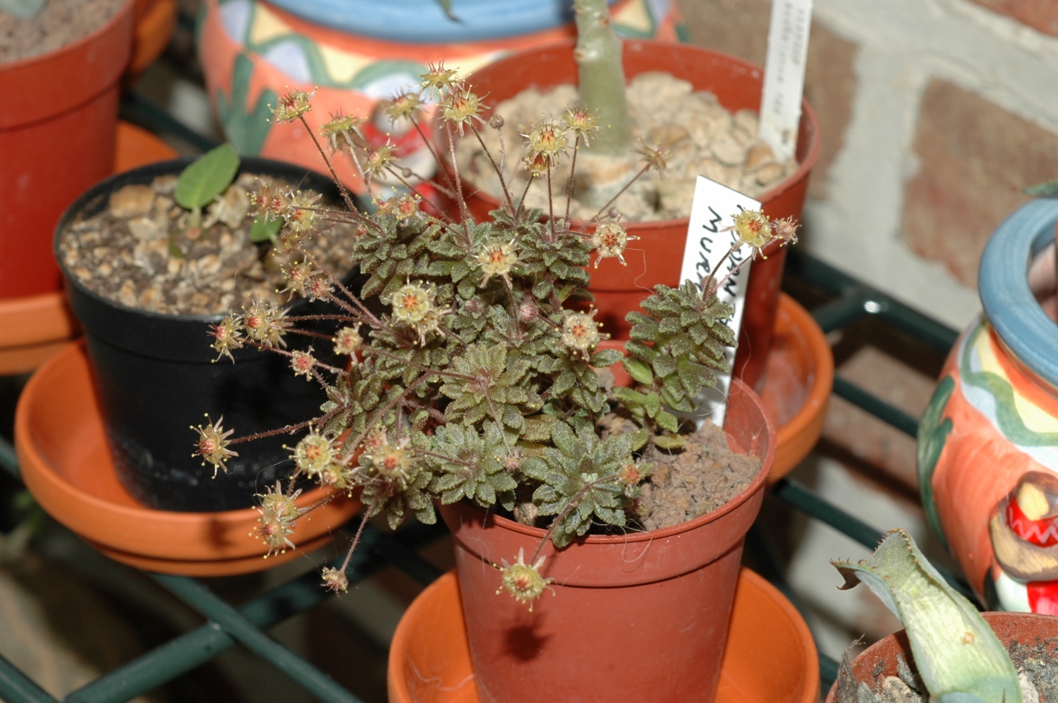 Crassulaceae Monanthes muralis