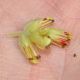 image of Corylopsis spicata