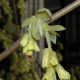 image of Corylopsis spicata