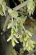 image of Corylopsis spicata