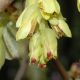 image of Corylopsis spicata