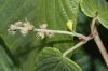 image of Corylopsis spicata