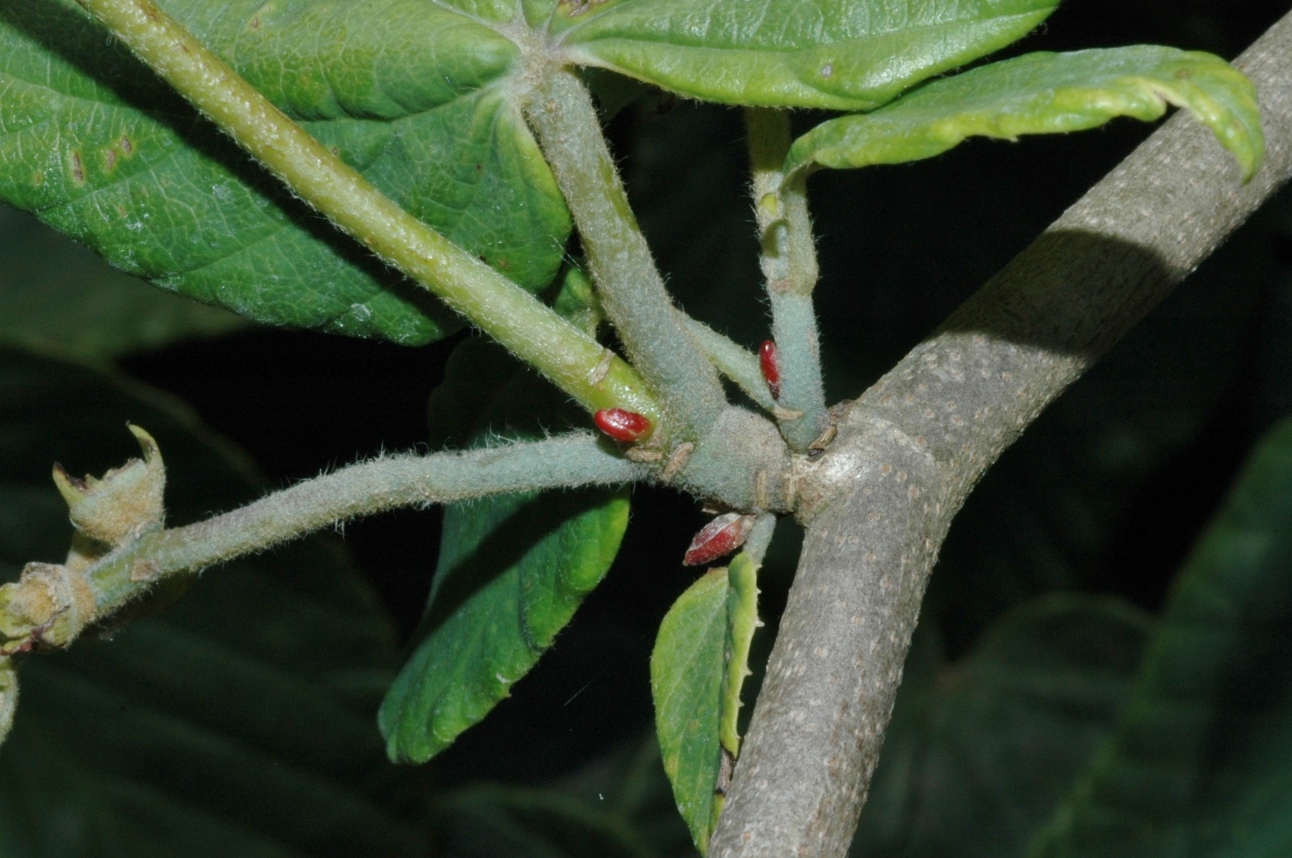Hamamelidaceae Corylopsis spicata