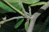 image of Corylopsis spicata