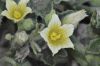image of Ecballium elaterium