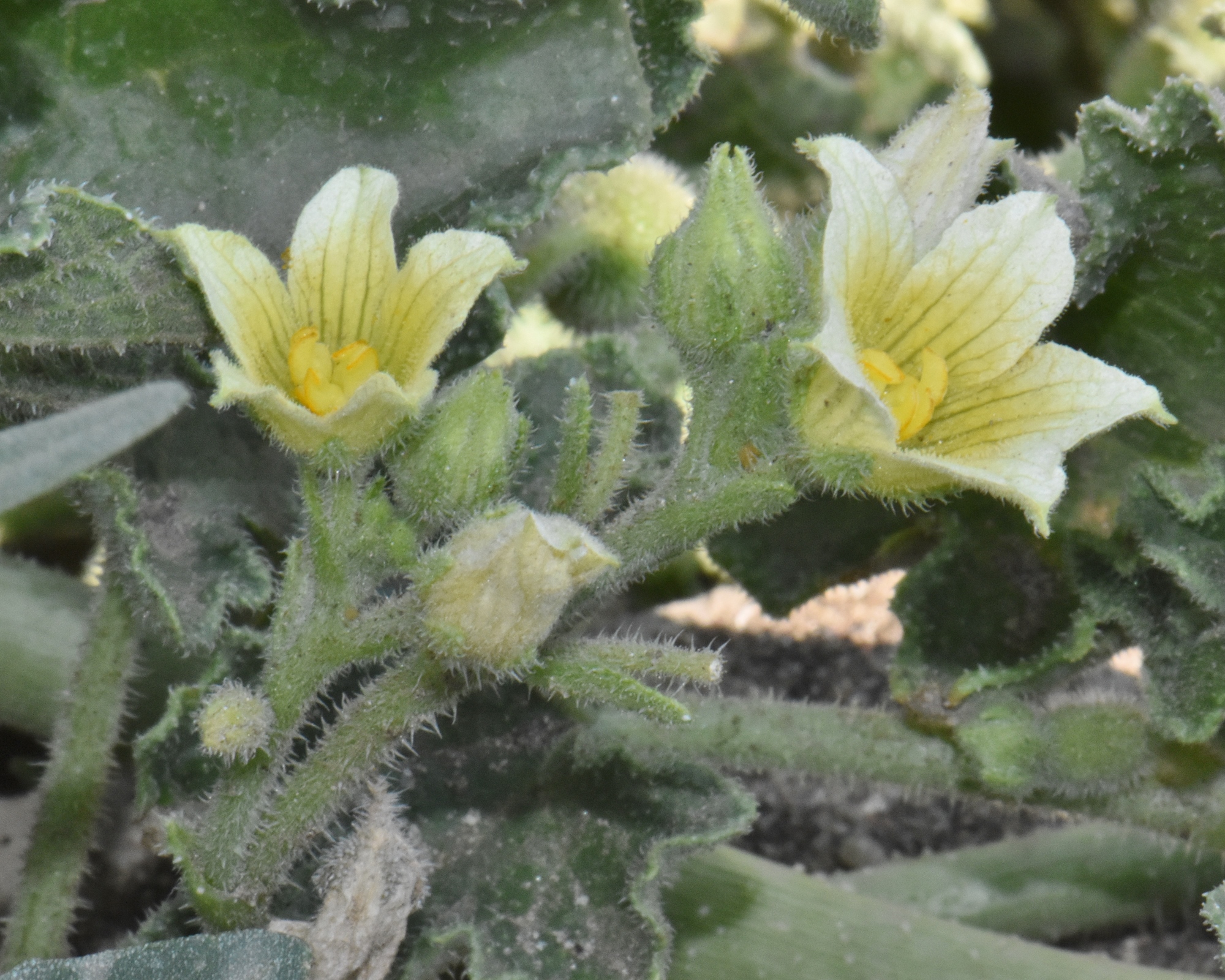 Cucurbitaceae Ecballium elaterium