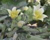 image of Ecballium elaterium