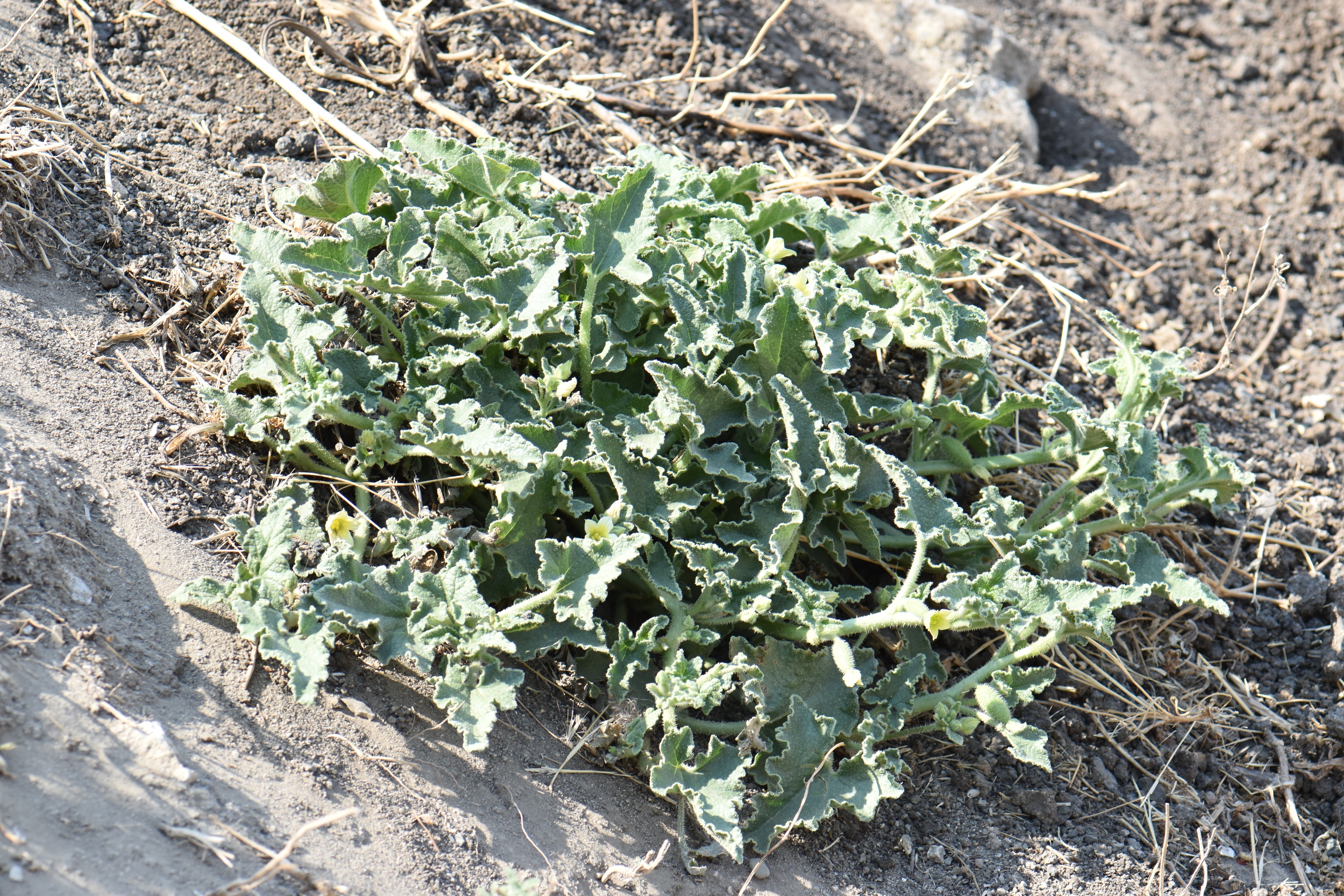 Cucurbitaceae Ecballium elaterium