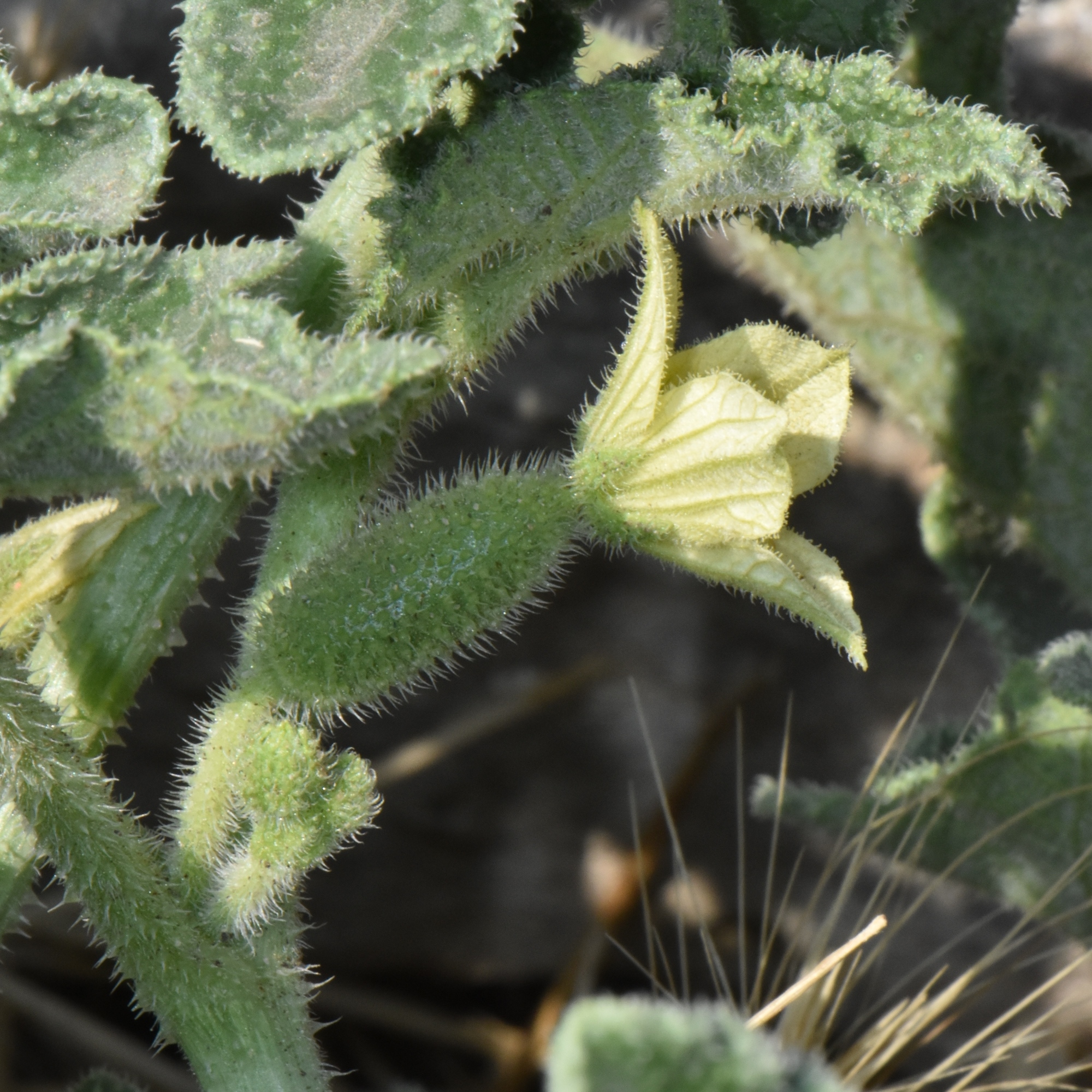 Cucurbitaceae Ecballium elaterium