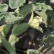 image of Ecballium elaterium