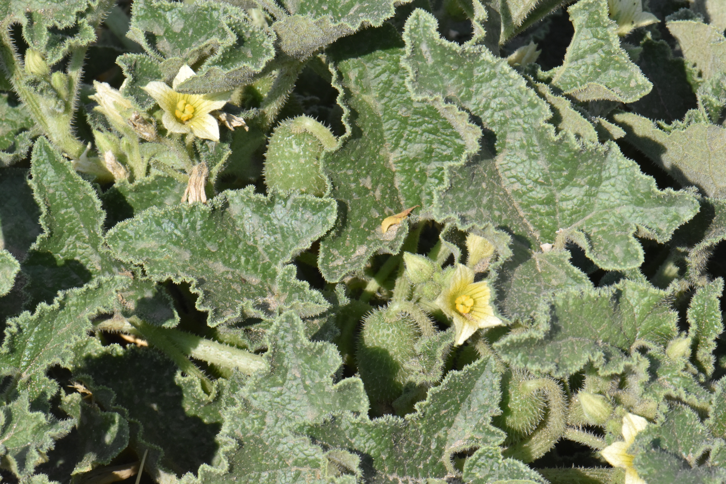 Cucurbitaceae Ecballium elaterium
