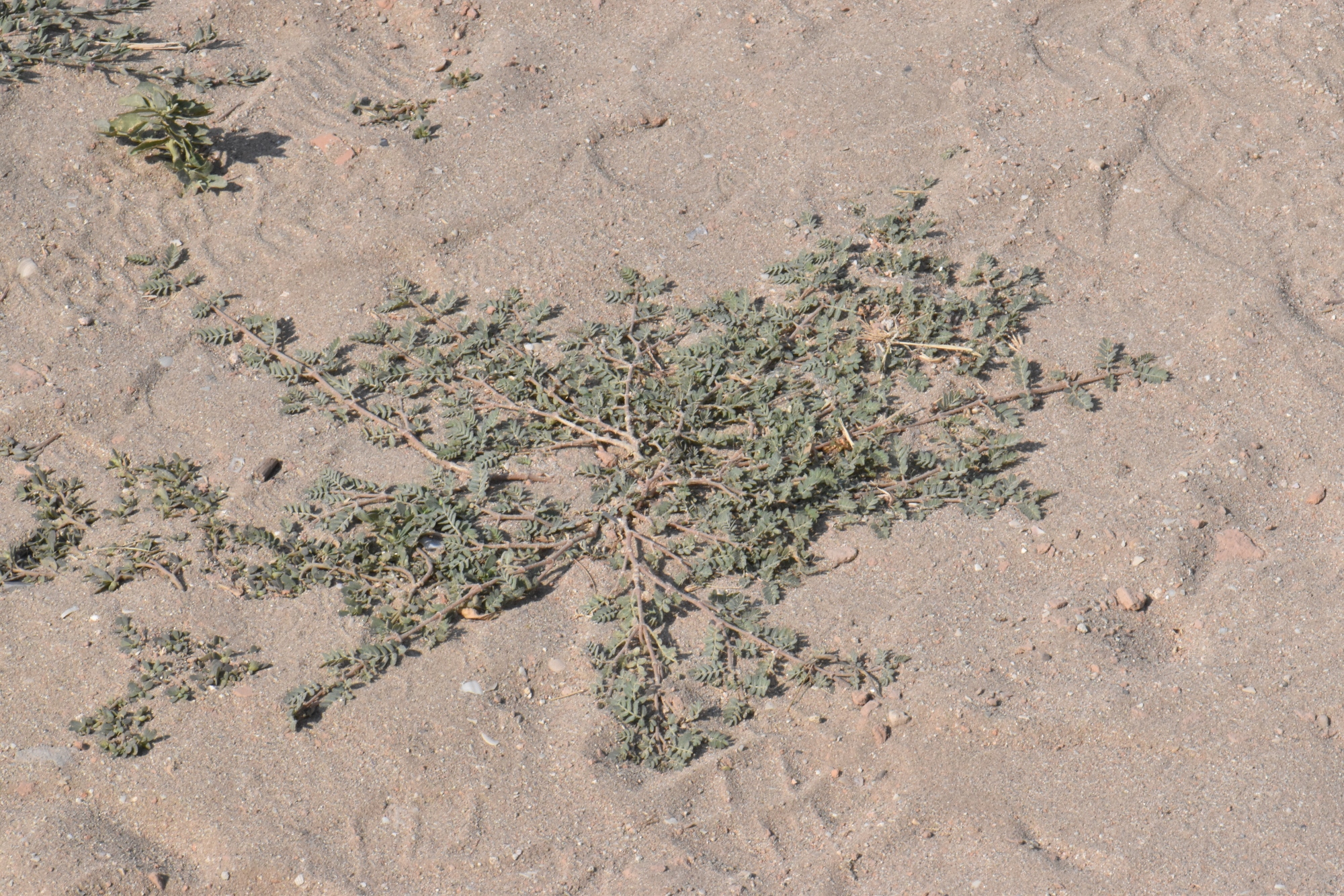 Zygophyllaceae Tribulus terrestris