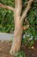 image of Lagerstroemia indica