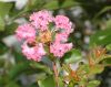 image of Lagerstroemia indica