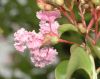 image of Lagerstroemia indica