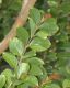 image of Lagerstroemia indica