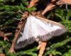 image of Cydalima perspectalis
