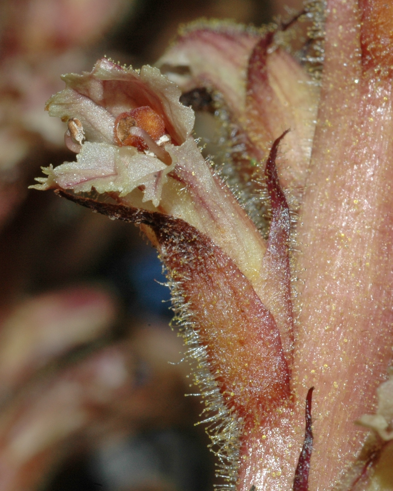 Orobanchaceae Orobanche hederae