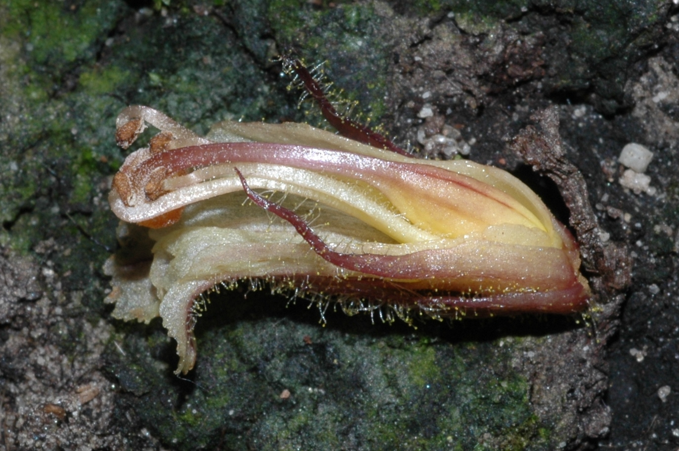 Orobanchaceae Orobanche hederae
