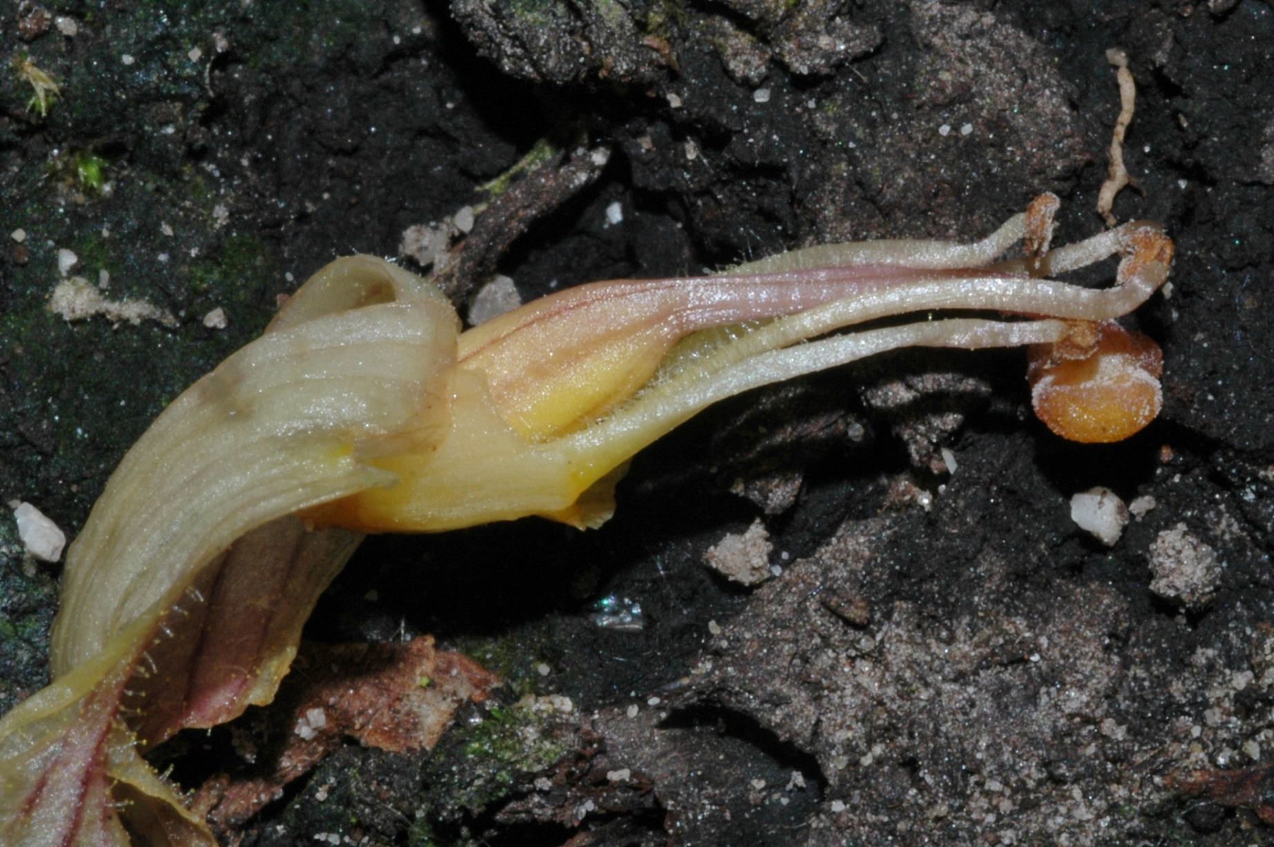 Orobanchaceae Orobanche hederae