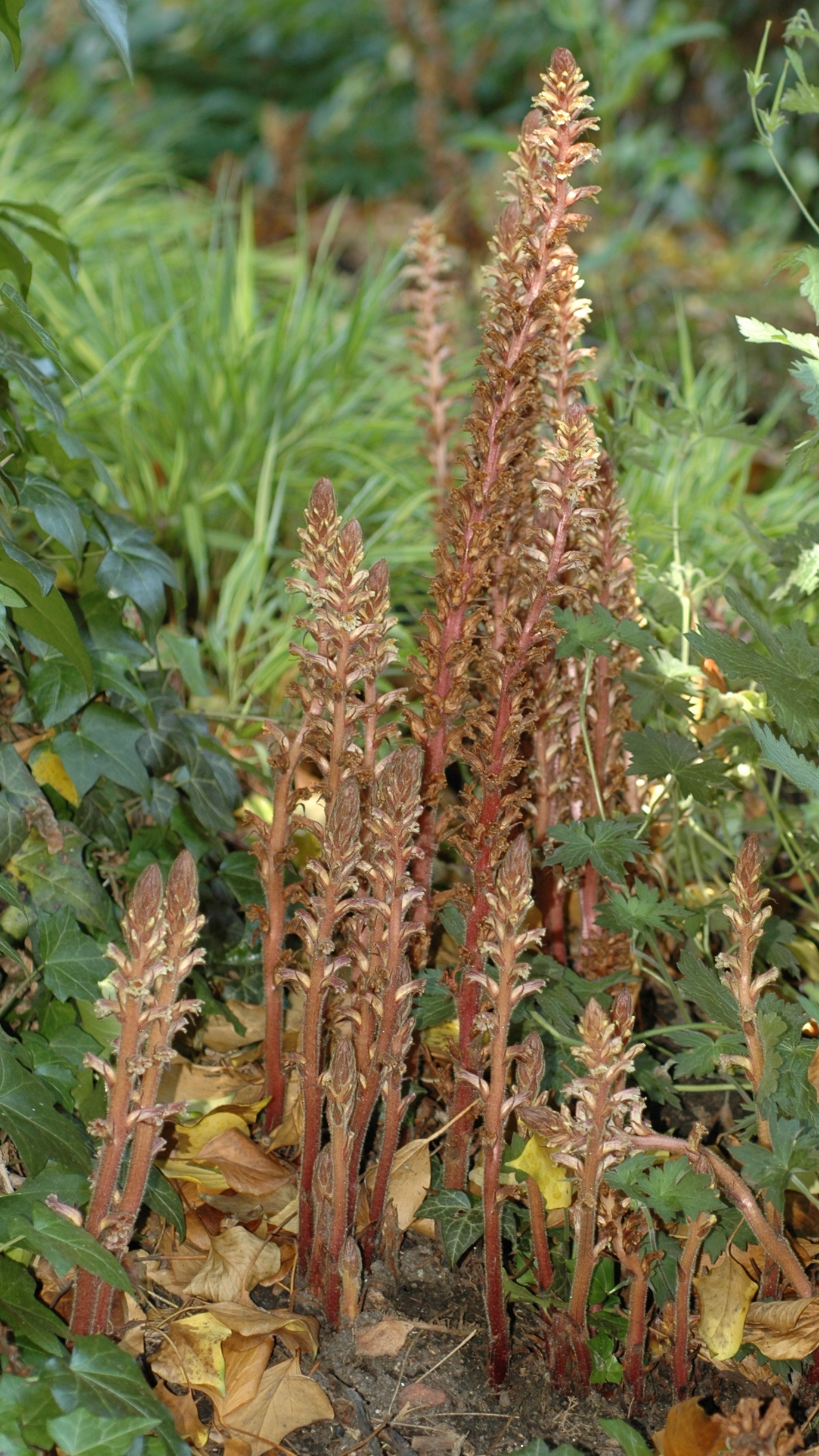 Orobanchaceae Orobanche hederae