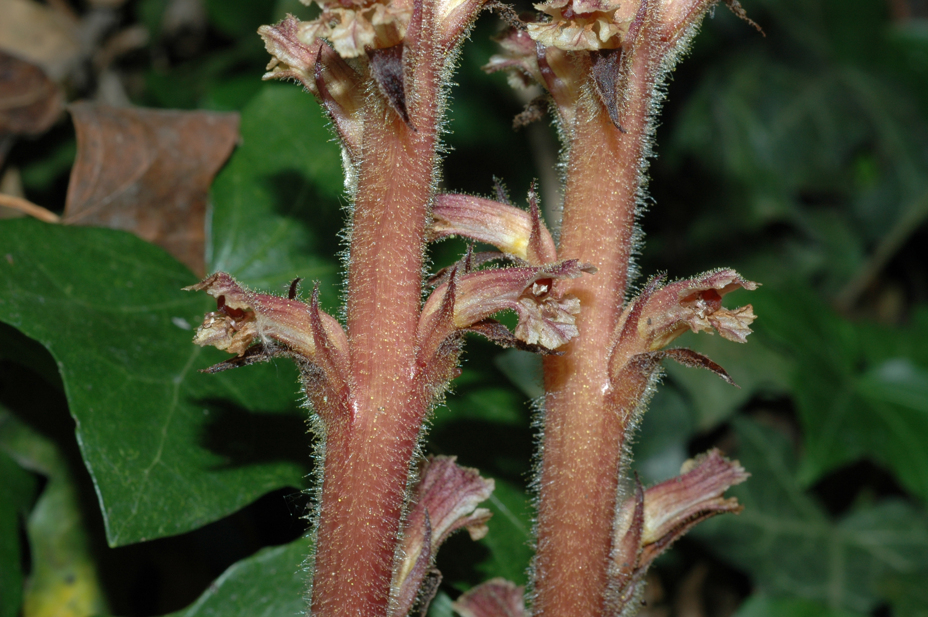 Orobanchaceae Orobanche hederae