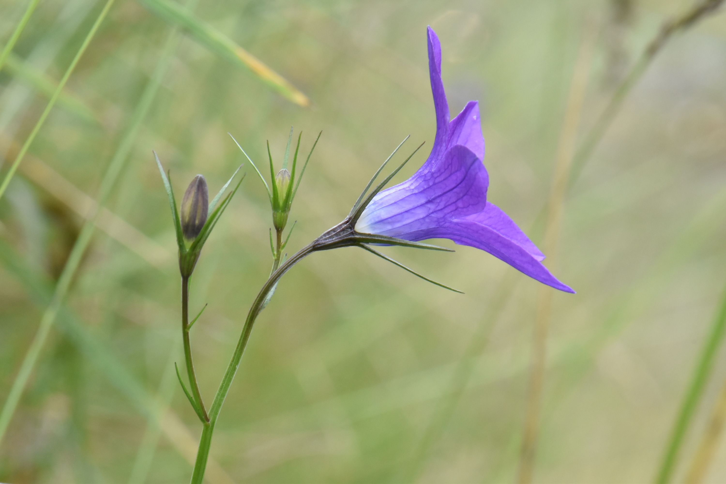 Campanulaceae Campanula 