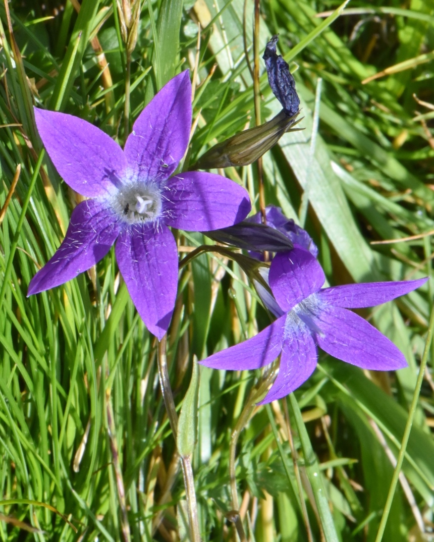 Campanulaceae Campanula 