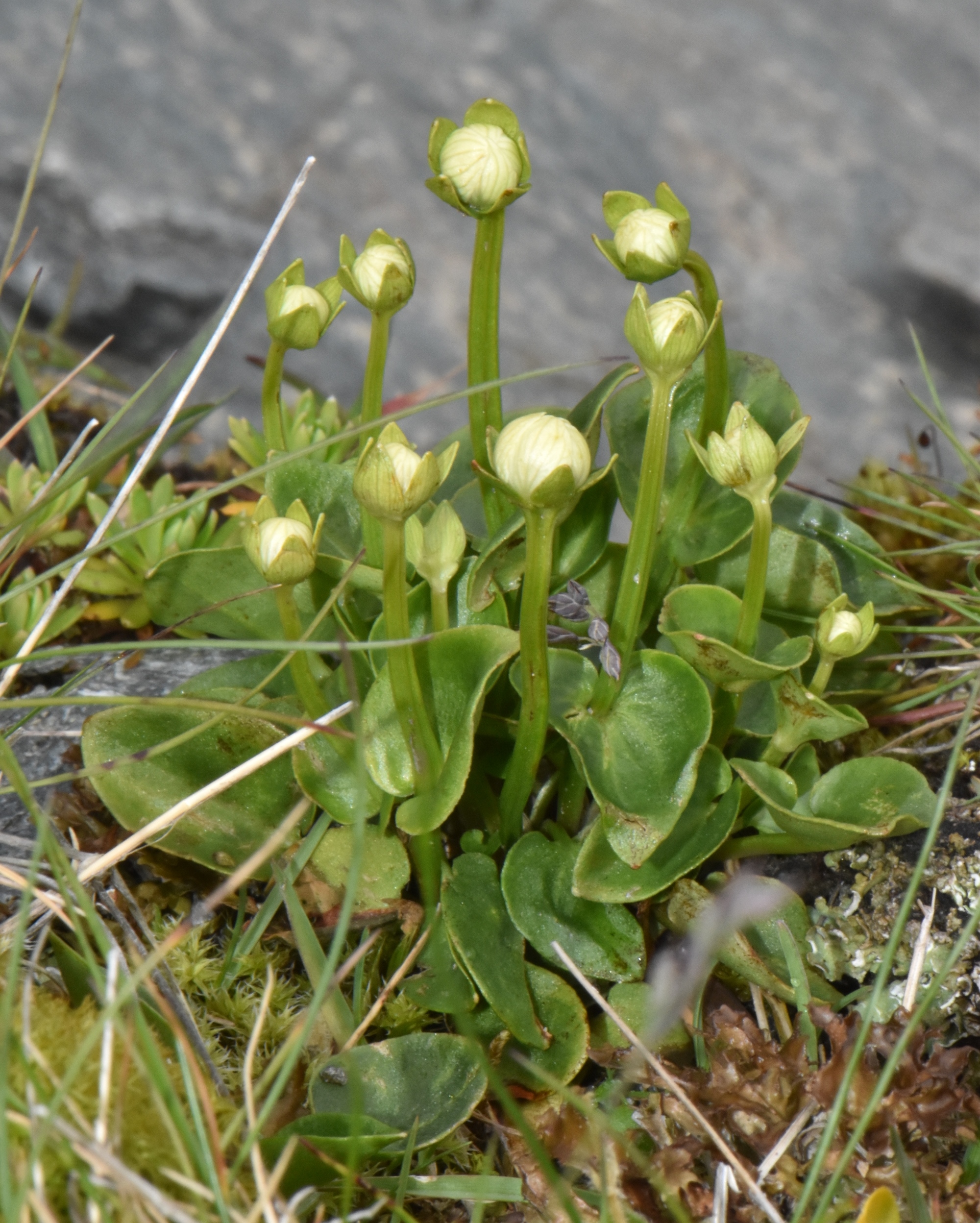 Celastraceae Parnassia 