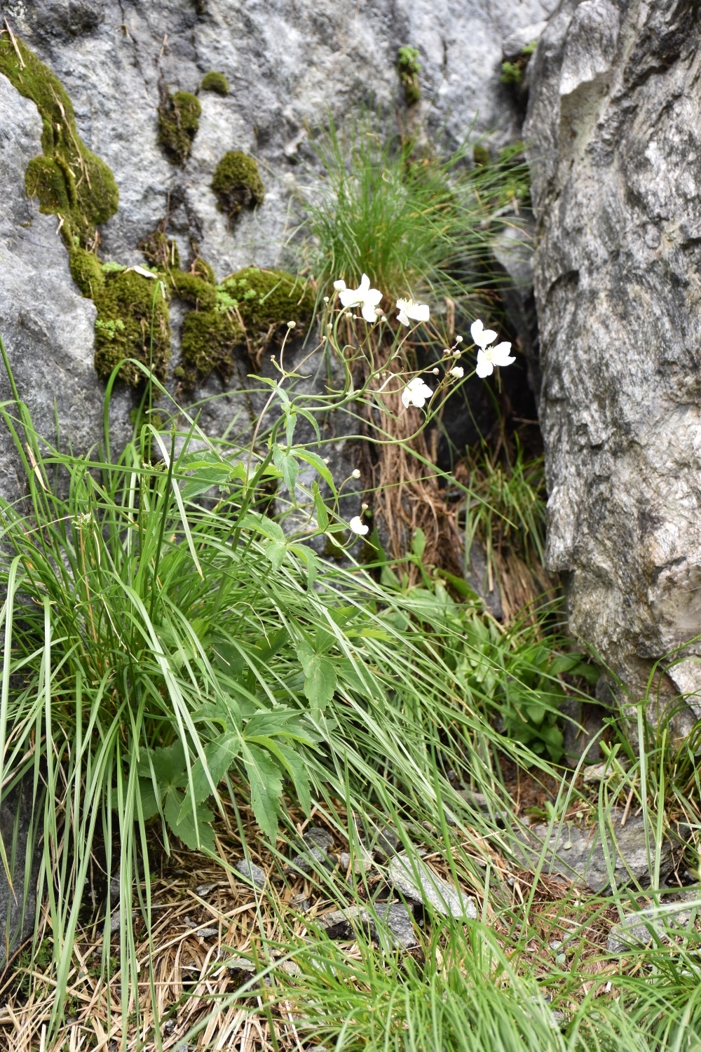 Ranunculaceae Ranunculus 