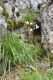 image of Ranunculus 