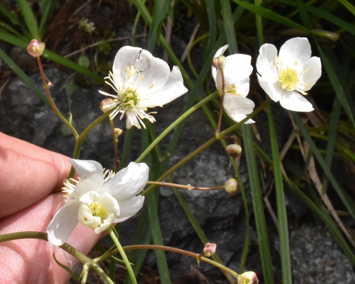 Ranunculaceae Ranunculus 