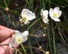 image of Ranunculus 