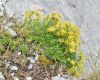 image of Saxifraga 