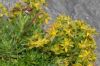 image of Saxifraga 