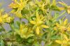 image of Saxifraga 