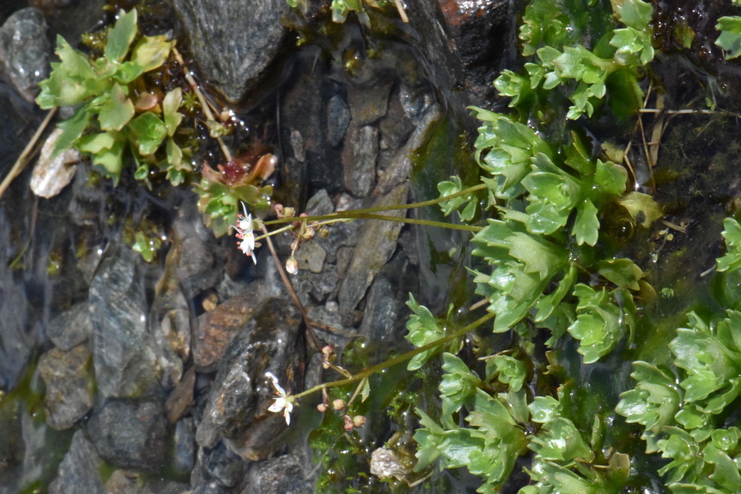 Saxifragaceae Saxifraga 