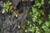 image of Saxifraga 