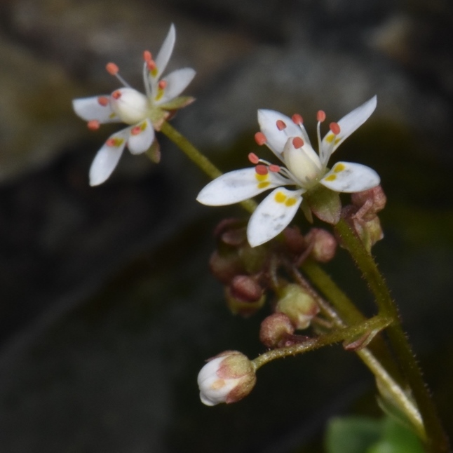 Saxifragaceae Saxifraga 