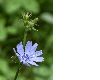 image of Cichorium intybus