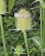 image of Dipsacus laciniatus