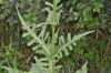 image of Dipsacus laciniatus