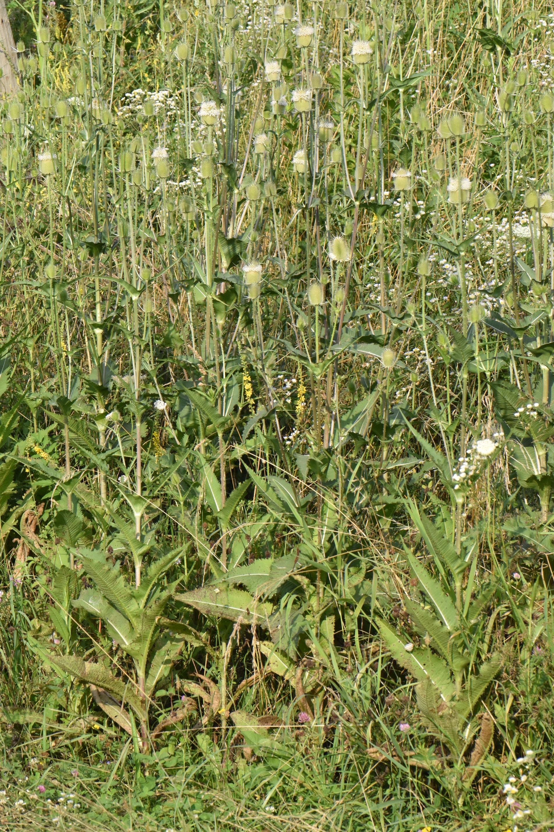 Dipsacaceae Dipsacus laciniatus