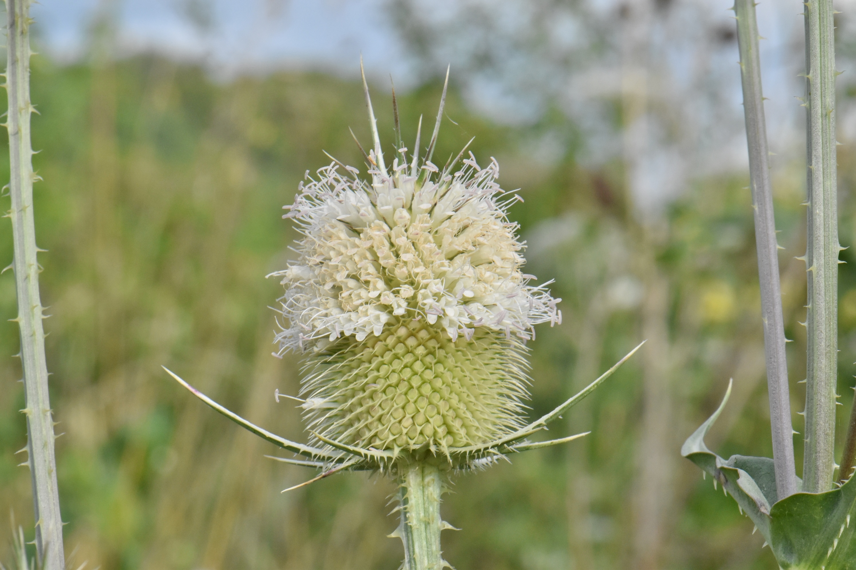 Dipsacaceae Dipsacus laciniatus
