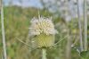 image of Dipsacus laciniatus