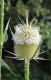 image of Dipsacus laciniatus