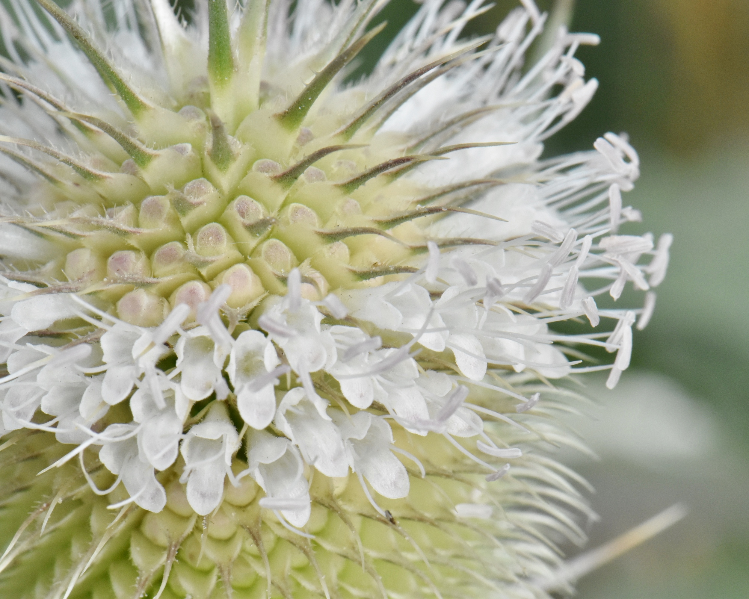 Dipsacaceae Dipsacus laciniatus