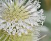 image of Dipsacus laciniatus