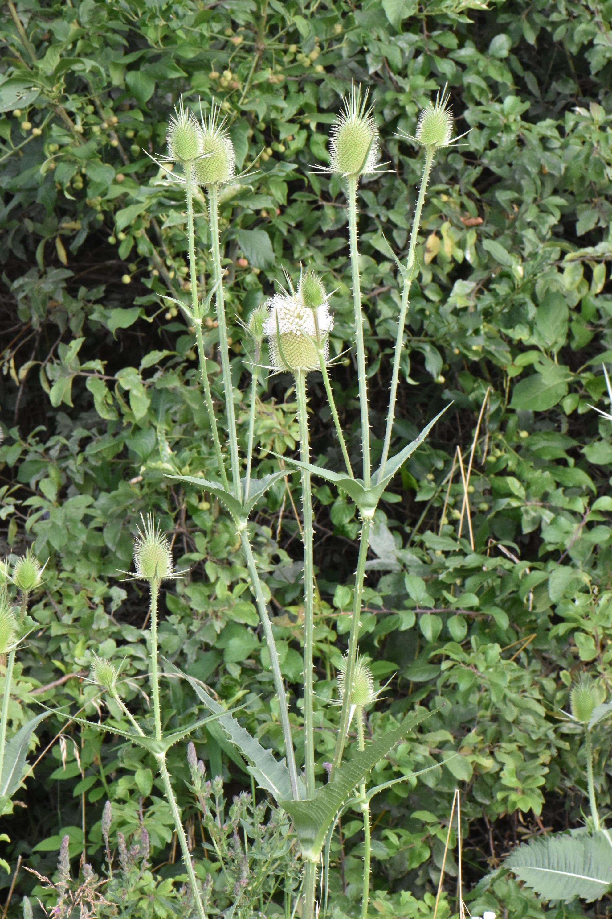 Dipsacaceae Dipsacus laciniatus